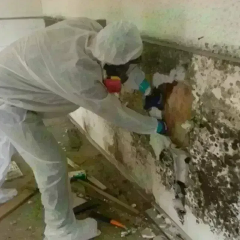 Mold Remediation and Removal in Salem, OR